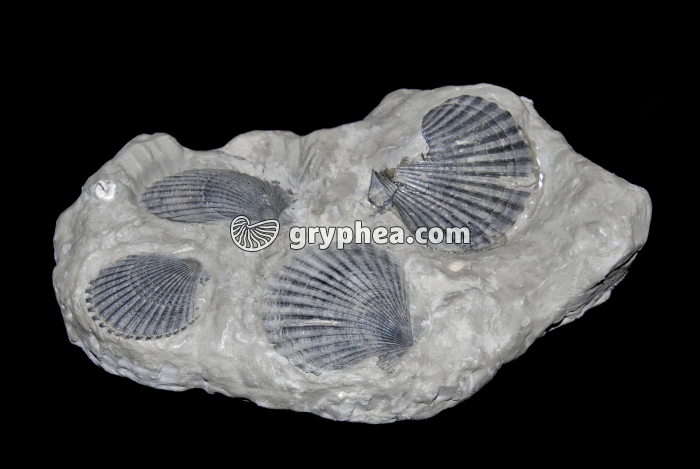 Chlamys fossiles - gryphea.com